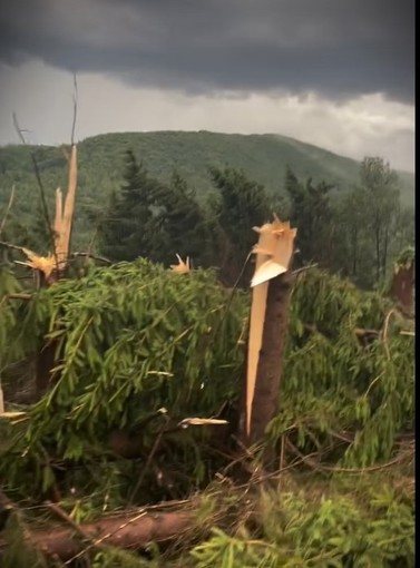 UPADATE - Furtună în Maramureş: Un bărbat, rănit de prelata desprinsă de la o teresă / Un altul a murit după ce a fost lovit de fulger / Acoperişuri luate de vânt / O pădure întreagă a fost doborâtă - FOTO / VIDEO