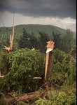 Maramureş: Bărbat aflat la păşunat, lovit de fulger / La Văleni, o pădure a fost doborâtă de vânt / Prefectura: Fenomenele hidrometeorologice periculoase au produse pagube semnificative - FOTO / VIDEO