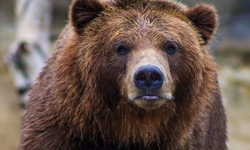 Un exemplar de urs care a atacat animalele de la Grădina Zoologică Târgu Mureş în ultimele nopţi a fost împuşcat / Au fost omorâte trei căprioare şi un emu – VIDEO

