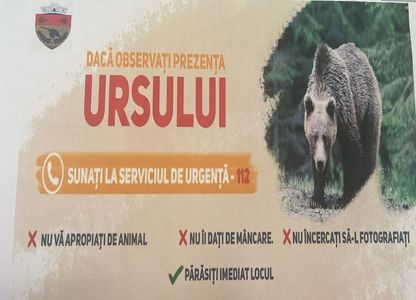 Un urs şi-a făcut apariţia miercuri într-o comună de lângă Ploieşti
