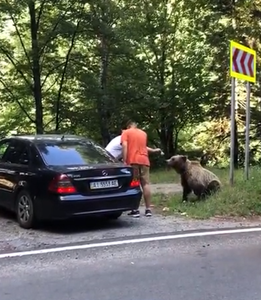 Imagini cu doi bărbaţi atacaţi de urs pe Transfăgărăşan, distribuite în mediul online / Bărbaţii au hrănit ursul şi se fotografiau cu el, când a atacat / Animalul s-a speriat de claxoane şi a fugit – VIDEO

