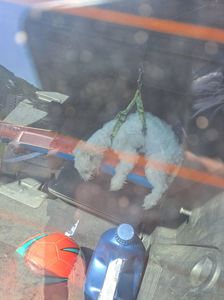 Caraş-Severin: Poliţiştii au salvat un căţel lăsat de stăpâni pe bancheta unei maşini, în plină caniculă - FOTO
