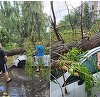 O furtună puternică a doborât mai mulţi copaci in Ploieşti, joi după-amiază - FOTO
