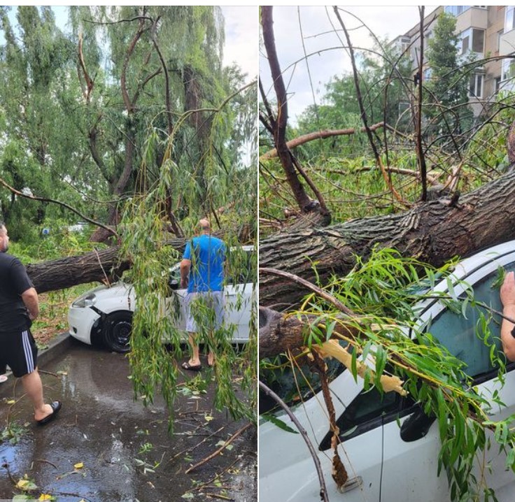 O furtună puternică a doborât mai mulţi copaci in Ploieşti, joi după-amiază - FOTO
