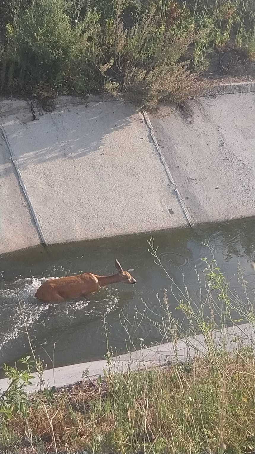 Argeş: Căprioară blocată într-un canal pentru irigaţii, salvată de către pompieri - FOTO