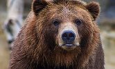 Prahova: Mesaj RO-ALERT pentru locuitorii din municipiul Câmpina, după ce un urs şi-a făcut apariţia în oraş
