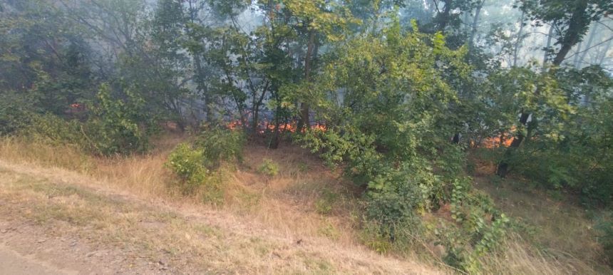 Brăila -  Un incendiu a cuprins o zonă de aproximativ 25 de hectare din pădurea Stejarul, pe raza localităţii Lacu Sărat / traficul rutier în zonă a fost restricţionat - FOTO