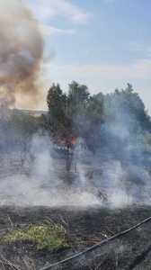 UPDATE - Tulcea: Incendiu de vegetaţie uscată, cu risc de extindere la pădure, în zona Chilia Veche/ Suprafaţa estimată a fi afectată este de 550 de hectare/ Incendiul a fost localizat