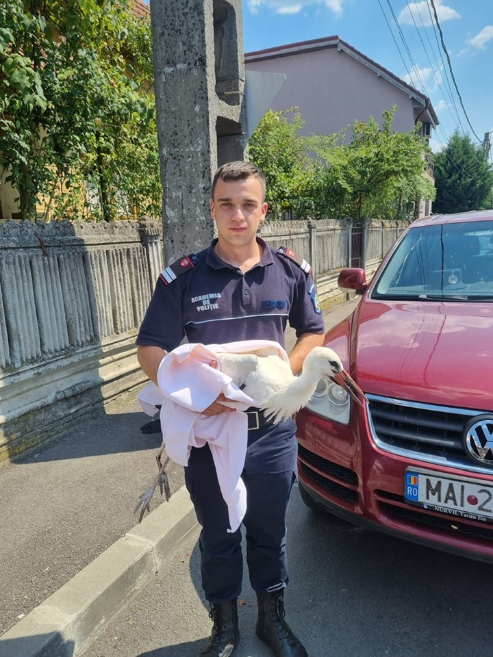 Gorj: Mobilizare pentru salvarea unei berze care s-a lovit de un stâlp şi a rămas atârnată de acesta. Furnizorul de energie a întrerupt alimentarea, iar pompierii au recuperat pasărea - FOTO, VIDEO