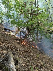 Incendiu de fond forestier în Defileul Jiului / Focul s-a extins pe 10.000 de metri pătraţi - FOTO