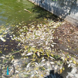 Peşti morţi în apele lacului Ciric din Iaşi, din cauza caniculei din ultimele zile - FOTO
