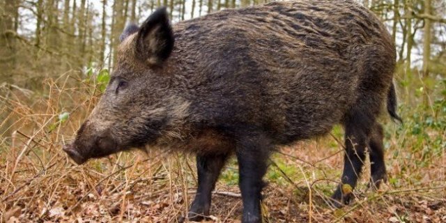 Mureş - Bărbat reţinut pentru 24 de ore pentru braconaj după ce a lovit cu maşina o turmă de porci mistreţi, ucigând şapte dintre ei