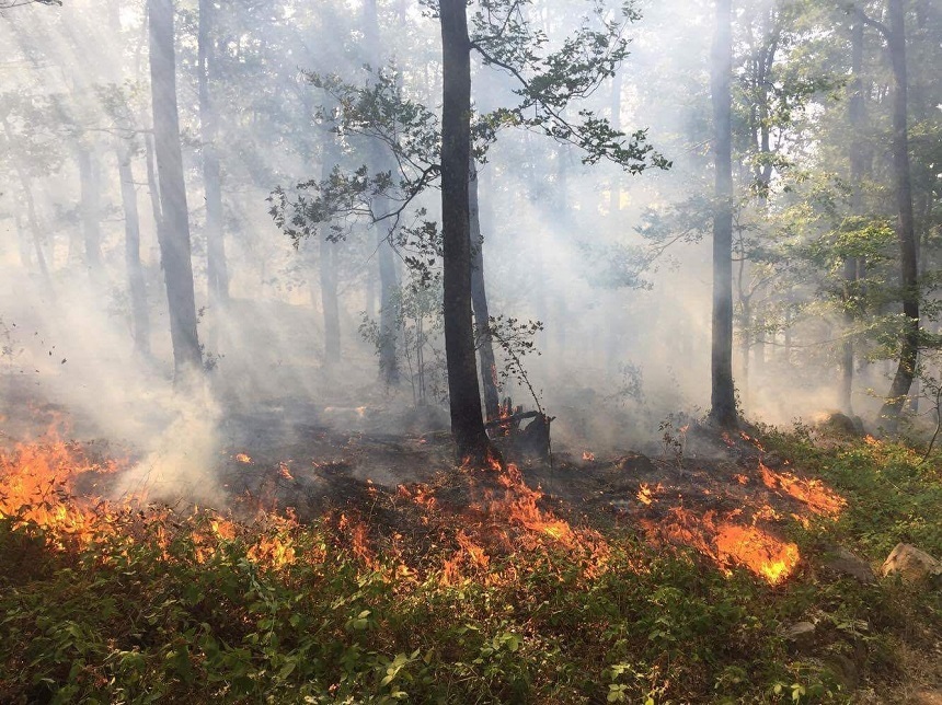 Incendiul de fond forestier din judeţul Mehedinţi a fost lichidat / Aproximativ 130 de hectare au fost afectate