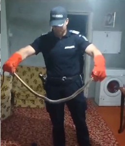 Constanţa: Un şarpe de peste doi metri a fost găsit într-o locuinţă din satul Arsa  - FOTO, VIDEO
