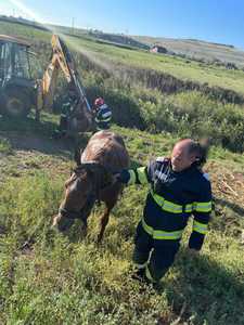 Botoşani - Cal salvat de pompieri din apele râului Jijia - FOTO