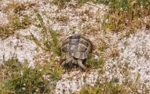 Dosar penal, după ce o persoană din Municipiul Suceava a încercat să vândă online un exemplar aparţinând unei specii de reptile protejată, Testudo graeca – ţestoasă de uscat dobrogeană