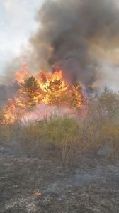 Bihor: Incendiu masiv de vegetaţie uscată în localitatea Vintere - VIDEO