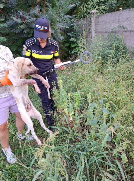 Poliţia Animalelor a dat amenzi în valoare de peste 1.100.000 de lei şi a efectuat peste 960 de controale şi acţiuni, în luna august / Aproximativ 130 de animale aflate în situaţii de pericol au fost salvate şi plasate în adăposturi