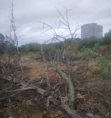 Bucureşti – Doi bărbaţi, cercetaţi după ce ar fi defrişat ilegal 50 de arbori uscaţi din zona retrocedată a Parcului IOR

