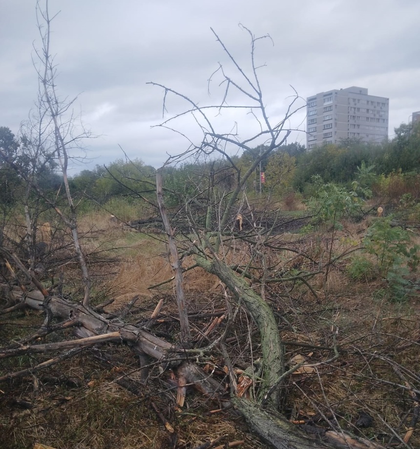 Bucureşti – Doi bărbaţi, cercetaţi după ce ar fi defrişat ilegal 50 de arbori uscaţi din zona retrocedată a Parcului IOR

