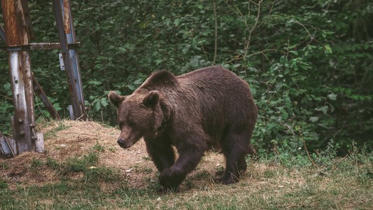 UPDATE - Două persoane atacate de urs într-o localitate din judeţul Braşov / Este vorba despre o fată de 14 ani, însărcinată şi despre un bărbat de 68 de ani / Ambii au multiple răni