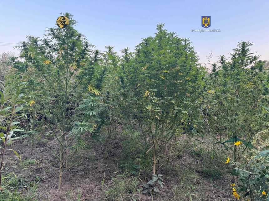 Două culturi de cannabis, descoperite în judeţul Sibiu /  Doi bărbaţi au fost prinşi în timp ce transportau parte din plante cu maşina / Au fost arestaţi