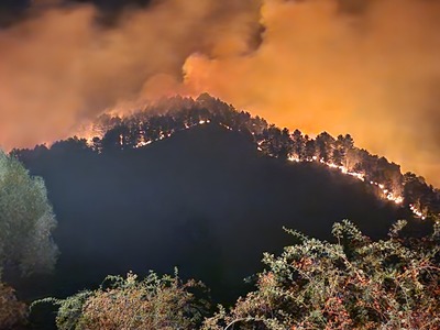 Incendiu într-o pădure de pin din judeţul Alba / Focul s-a extins pe zece hectare – FOTO

