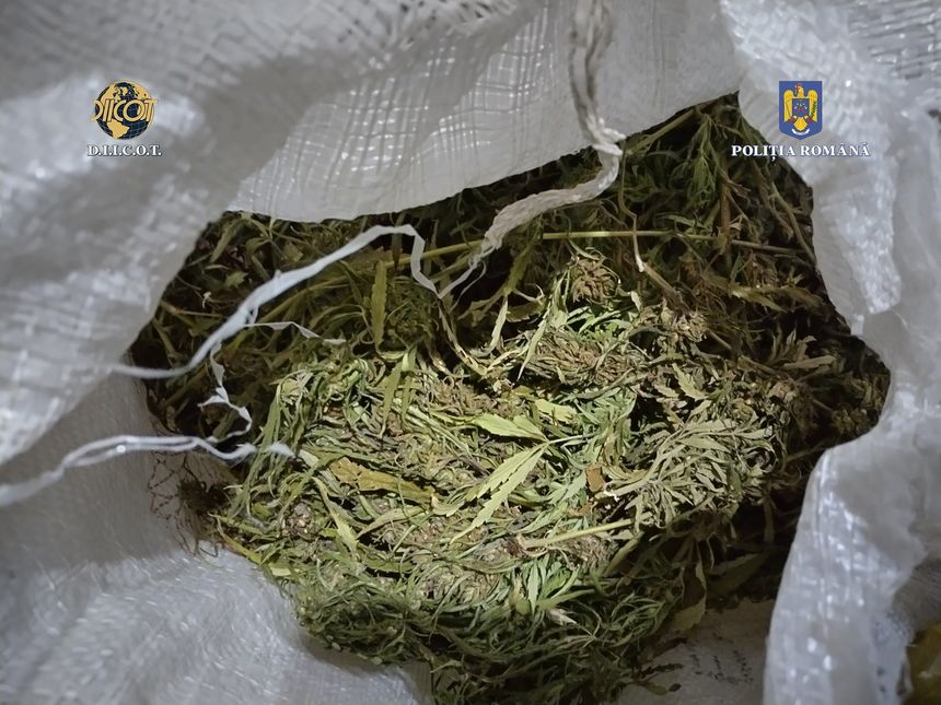 Peste 20 de kilograme de fragmente uscate de canabis, descoperite la un bărbat din Buzău