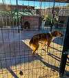 Giurgiu: Descinderi ale Poliţiei pe proprietatea unei femei care deţine sute de câini. Aceasta e suspectată că a maltratat şi a ucis unele dintre animale
