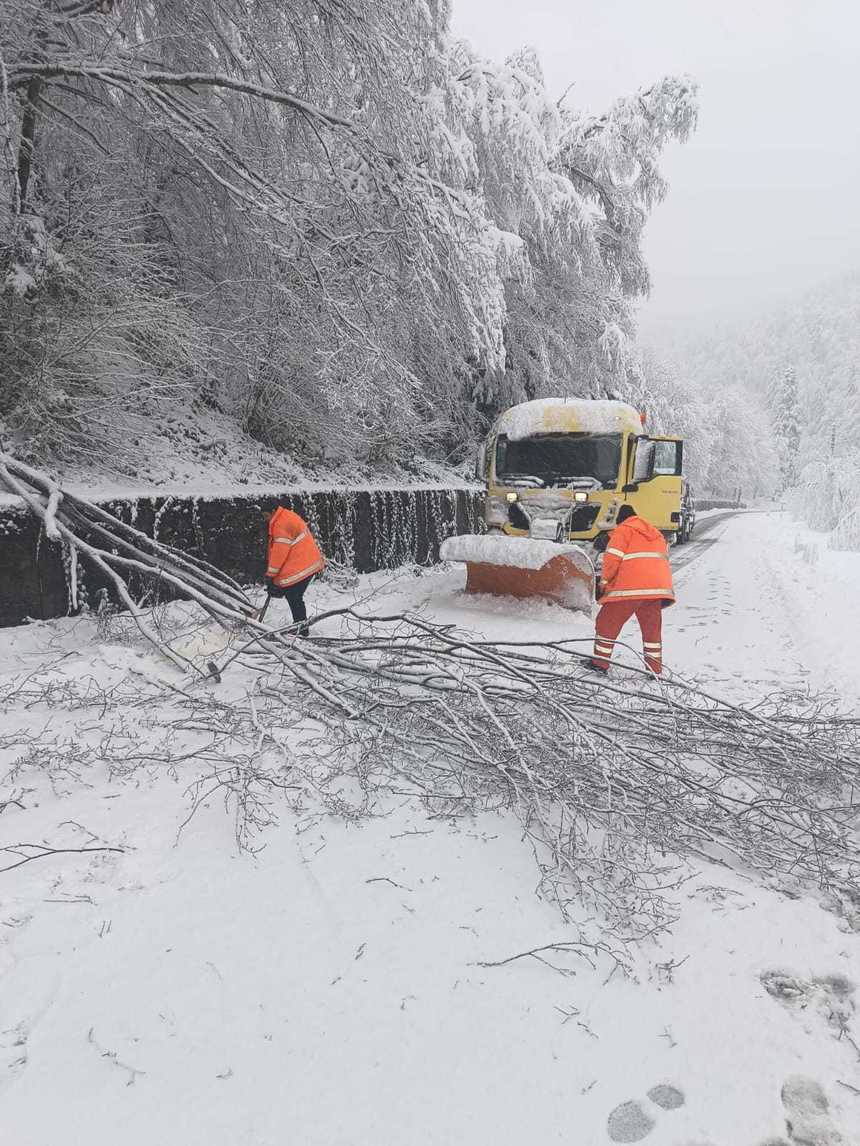 Trafic feroviar în continuare perturbat din cauza copacilor căzuţi pe linii / Echipajele CFR intervin în mai multe zone