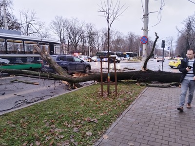 Iaşi: Un copac s-a prăbuşit peste un autoturism şi peste un tramvai. Nu s-au înregistrat victime