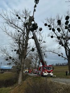 Iaşi: Un bărbat a urcat în plop pentru a culege vâsc şi a rămas blocat / A fost coborât de pompieri

