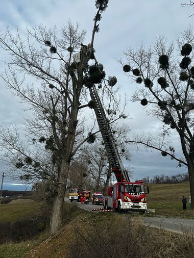 Iaşi: Un bărbat a urcat în plop pentru a culege vâsc şi a rămas blocat / A fost coborât de pompieri

