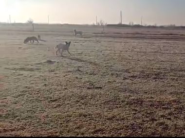 Poliţiştii din Timiş au deschis o anchetă după ce mai mulţi câini vagabonzi au atacat o stână de oi/ Trei animale au fost găsite moarte