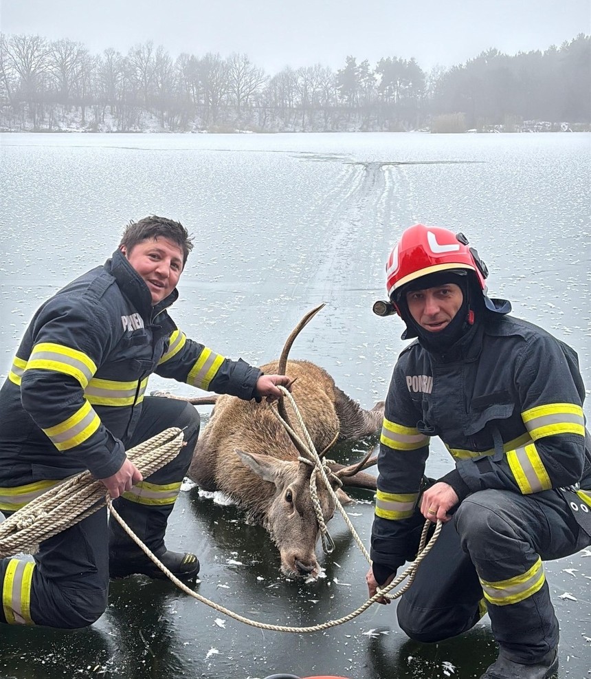 Braşov: Cerb blocat pe un lac acoperit cu un strat subţire de gheaţă, salvat de către pompieri
