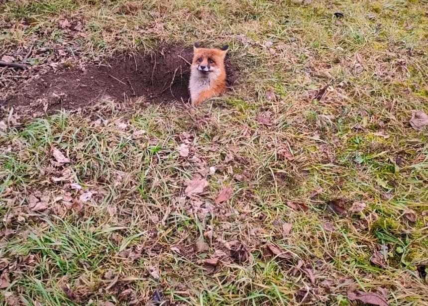 Hunedoara: Pompierii au salvat o vulpe care a rămas blocată într-o groapă, după surparea pământului, în curtea unei şcoli - FOTO