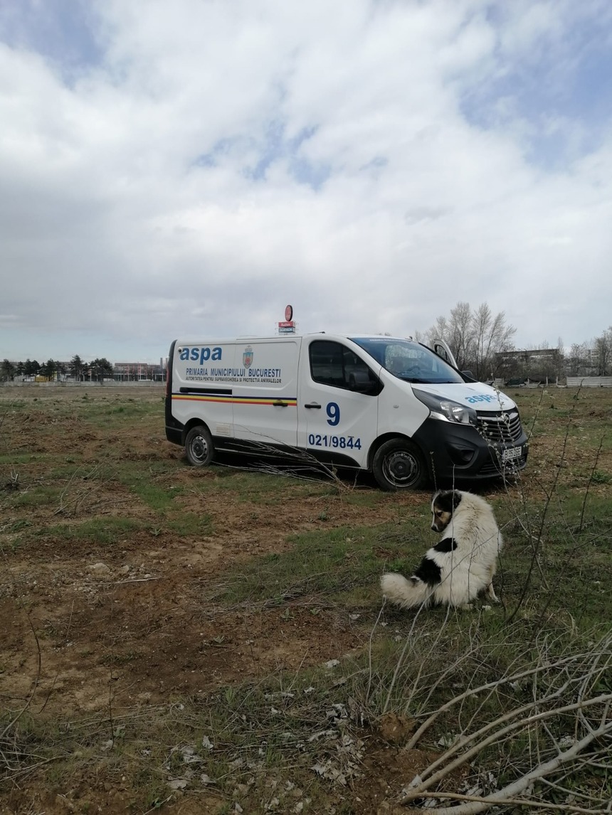 Echipele ASPA Bucureşti au capturat 22 de câini, în ultimele 2 zile, din zone aflate în sectoarele 5 şi 6 / Metoda aplicată a fost tranchilizare de la distanţă - VIDEO

