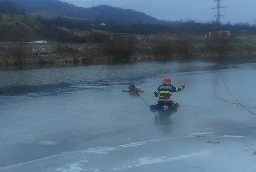 Un căţel rămas blocat în apele îngheţate ale râului Jiu de vest a fost salvat de pompierii hunedoreni după un apel al unui binevoitor la 112/ Imagini emoţionante cu animalul aflat în pericol de moarte FOTO