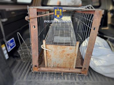 Mureş: Amenzi de 46.000 de lei pentru trei bărbaţi, unul fiind suspecta şi că a capturat ilegal dihori. Suspiciuni de folosire a animalelor vii pentru a întărâta câini agresivi. Opt câini au fost ridicaţi şi plasaţi în adăposturi
