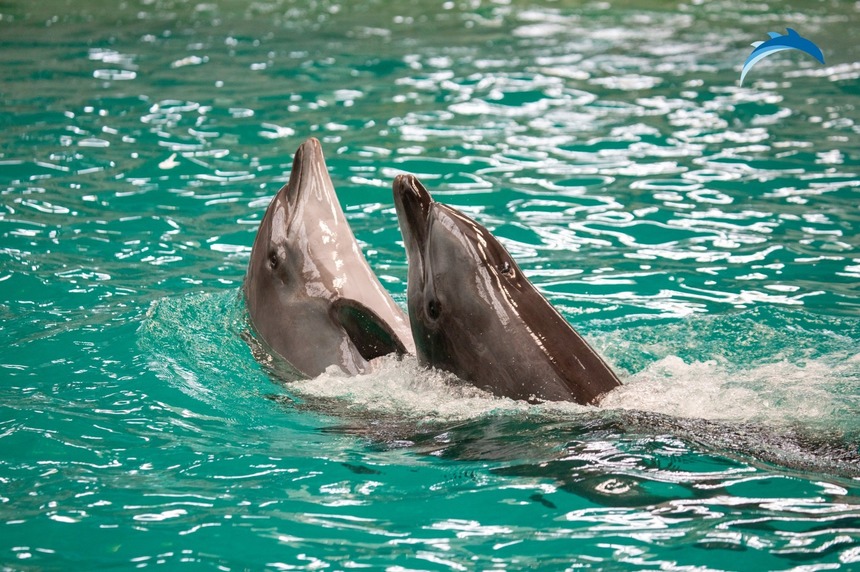 Un delfin de la Complexul Muzeal de Ştiinţe ale Naturii Constanţa a murit / Cauzele decesului nu sunt deocamdată cunoscute 
