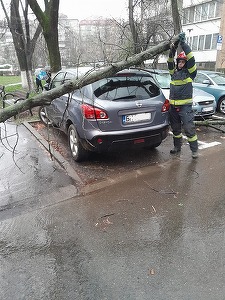 Trei autoturisme, avariate după ce crengi de copac s-au rupt din cauza vântului puternic în judeţul Bihor, aflat sub avertizare cord portocaliu - FOTO
