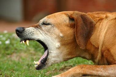 Iaşi: Un copil a sărit de pe un pod în apă, pentru a nu fi muşcat de câini. Echipe ale municipalităţii au strâns animalele din zonă, acestea urmând a fi sterilizate