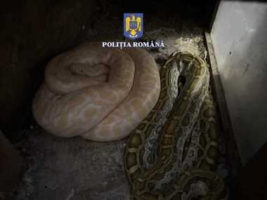 Percheziţie la locuinţa unui bărbat din Olt suspectat că deţinea ilegal şerpi, pe care-i hrănea cu animale vii / Şerpi, câini cu urechile cupate, pisici şi iepuri şi agame, găsite la bărbat - FOTO