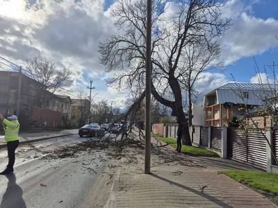Copaci doborâţi de vânt în Iaşi - FOTO