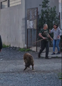 Constanţa: Bărbat care a provocat scandal pe o stradă din Ovidiu şi a lovit poarta unei case cu un topor, internat la Psihiatrie - VIDEO
