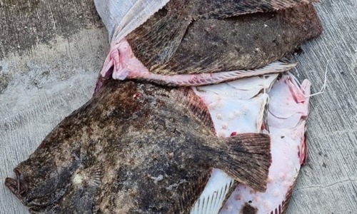 Constanţa: Poliţiştii de frontieră au descoperit trei bărbaţi care pescuiau ilegal în Marea Neagră dintr-o ambarcaţiune / La bord au fost găsite 345 de kilograme de calcan
