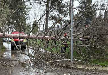 Trafic dificil pe DN 17, între localitatea Poiana Stampei şi Pasul Tihuţa, în judeţul Suceava, din cauza zăpezii depuse pe carosabil / Copac căzut pe maşină în Suceava - FOTO / VIDEO