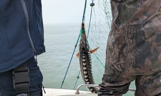 Două tone de şprot, descoperite de poliţiştii de frontieră la bordul unui pescador acostat în apropiere de Mangalia / Ei au găsit în Delta Dunării peste 570 metri de plase cu o captură de cinci sturioni - FOTO
