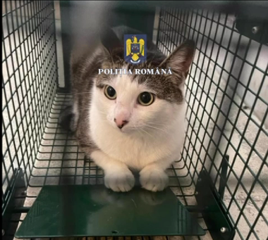 Două pisici salvate dintr-o locuinţă din Sectorul 5/ Au rămas în condiţii improprii, după ce proprietara a murit - VIDEO