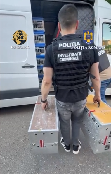 Zeci de porumbei de concurs şi de reproducere, furaţi din Belgia, au fost găsiţi în Mehedinţi/ Patru persoane, suspectate că au comis furturile/ Prejudiciul depăşeşte 2,2 milioane de euro - VIDEO